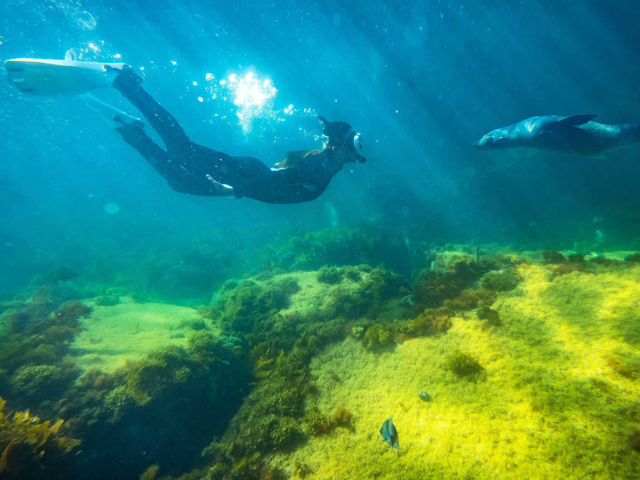 Kangaroo Island Ocean Safari – 2 hour SWIM with dolphin OR seal / coastal snorkelling
