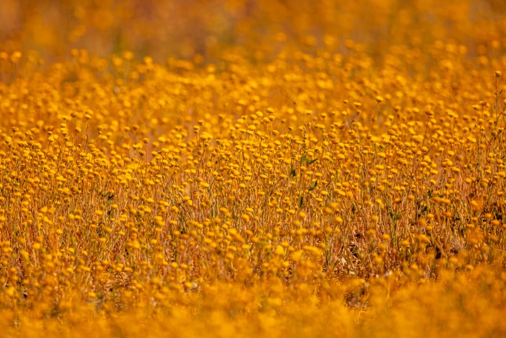 20180810_03A4269_GregSullavan