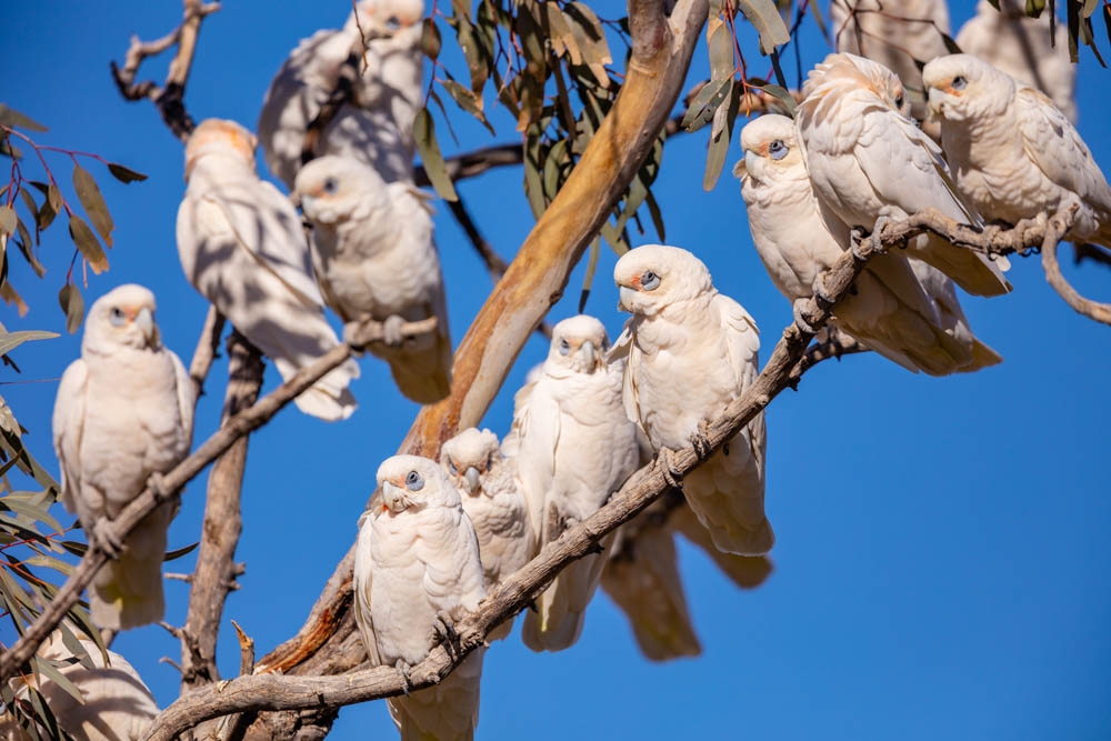 20180810_03A4399_GregSullavan