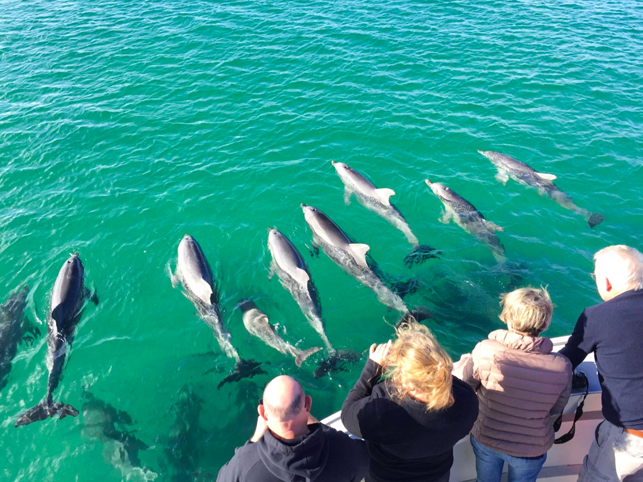 Kangaroo Island Ocean Safari – 75 Minute Coastal Safari