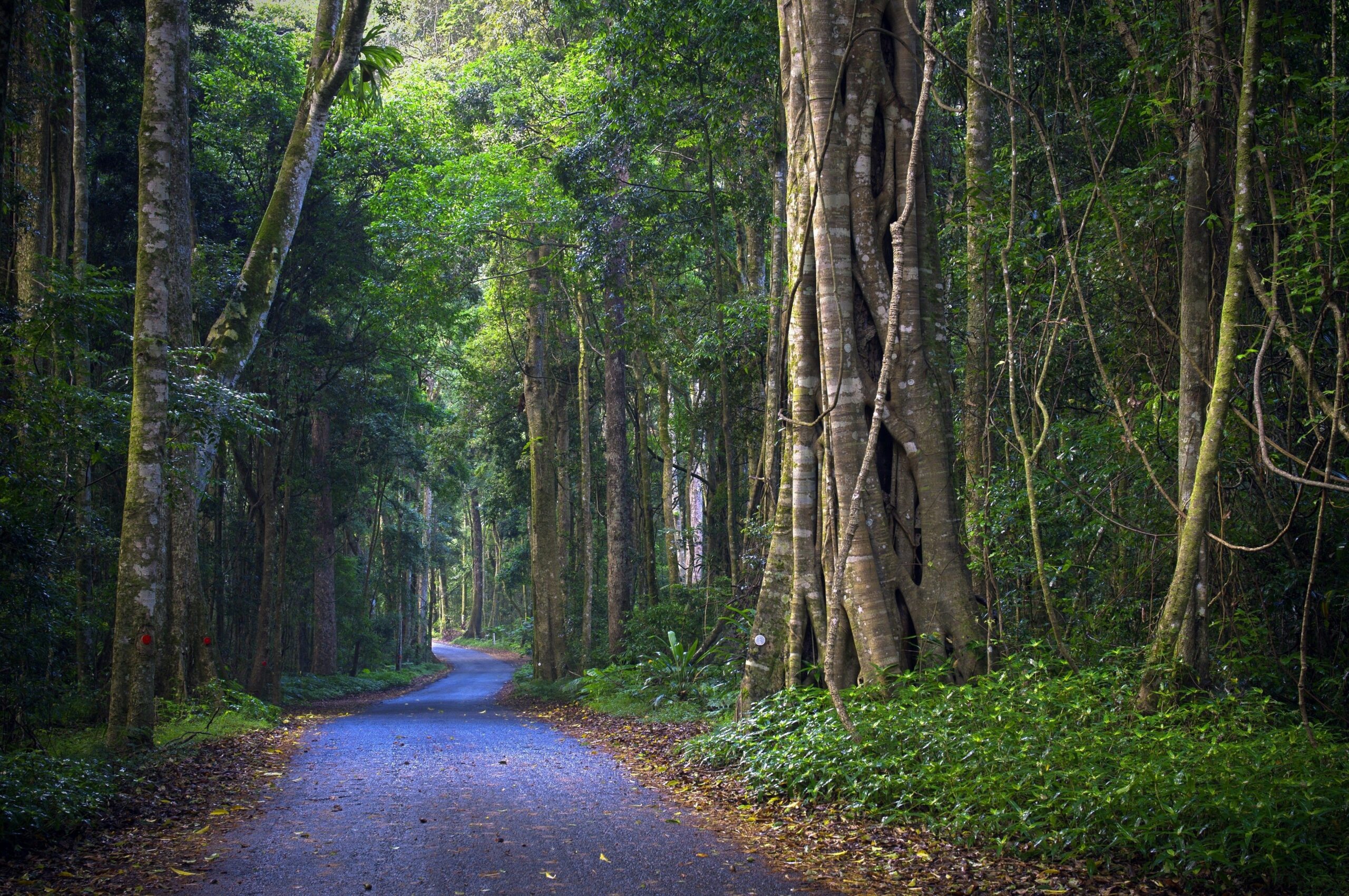 O'Reilly's Rainforest Retreat