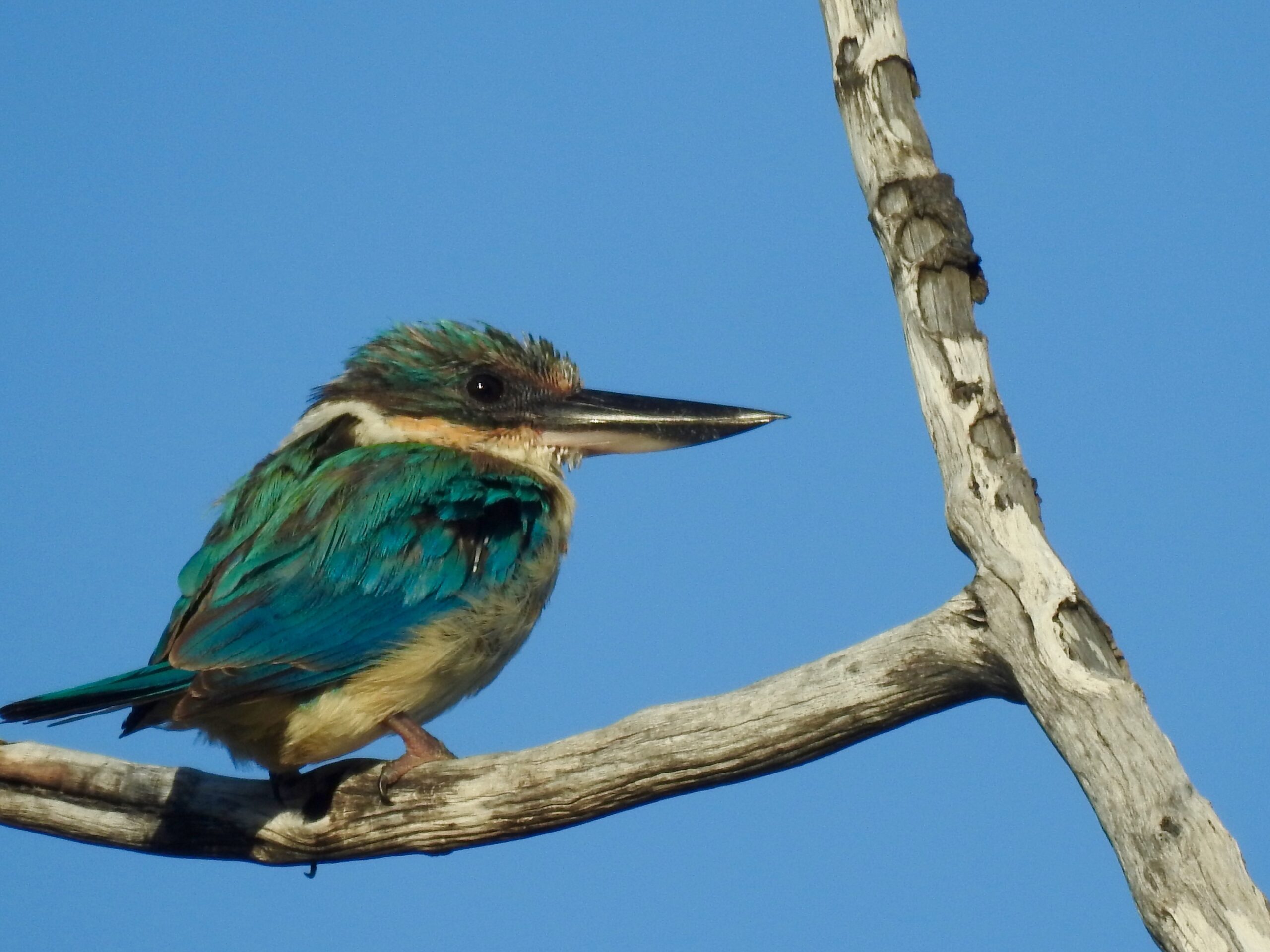 Birding in Byron – Half Day