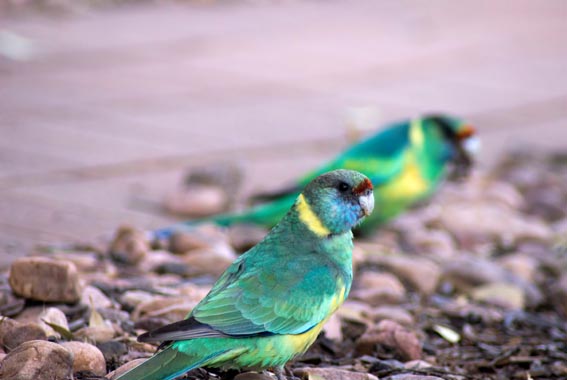 Flinders-ranges-walk-18