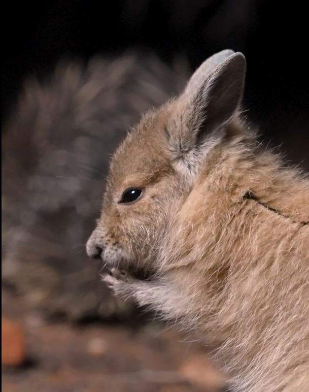 ASDP | NOCTURNAL TOUR – OTA