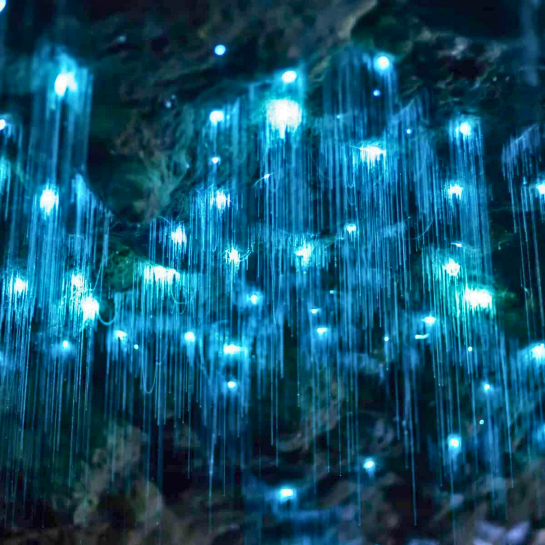 Glow Worm Evening Rainforest Tour – Private Tour (Departing from Gold Coast, 4–7 Pax)